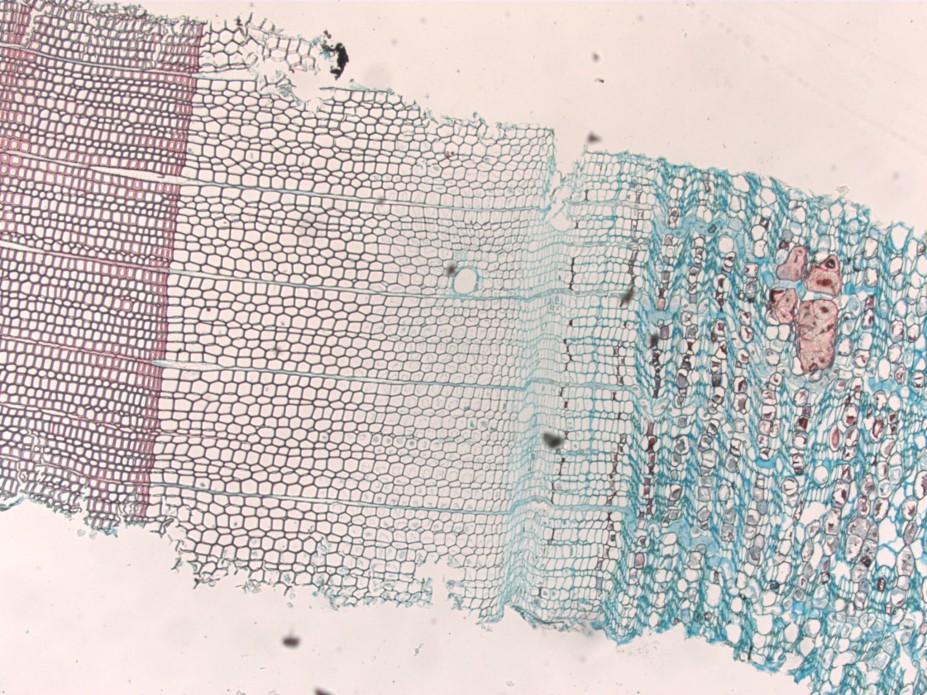 Tvorba xylému a floému (teorie) 4 Kambium dělivé pletivo (meristém), které odděluje nové buňky: xylému (dřeva) centripetálně