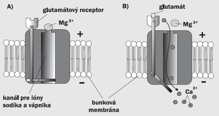 Glutamátový NMDA receptor