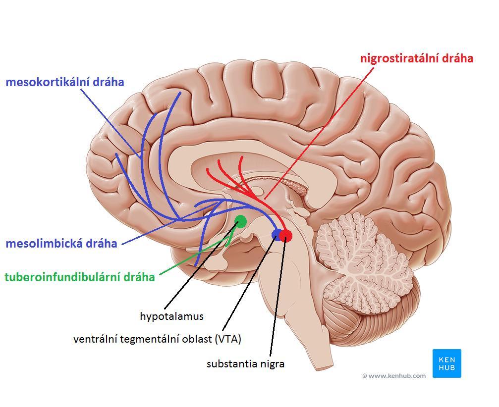 Dopamin hlavní dráhy Nigrostriatální systém ze SN do striata (nc. caudatus, putamen) Mesolimbický systém z VTA do nc.