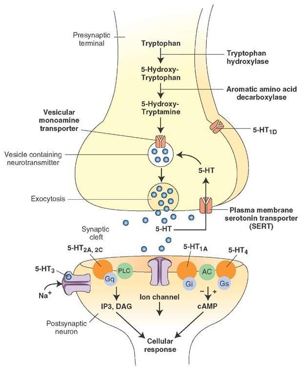 Serotonin - receptory 5-HT1 Gi/Go coupled decreasing cellular levels of camp 5-HT2 Gq/G11 coupled increasing cellular levels of IP3 and DAG 5-HT3