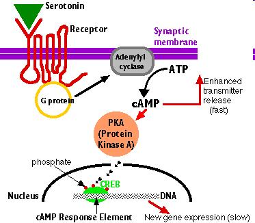 Metabotropní receptory Označovány též jako receptory spřažené s G-proteiny (angl.