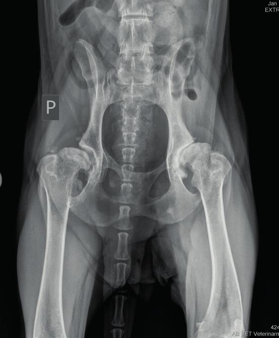 Majitel po dohodě s veterinářem nasadil tříměsíční kúru přípravku Alavis 5. Problémy ustoupily, Eliščin pohyb se výrazně zlepšil.