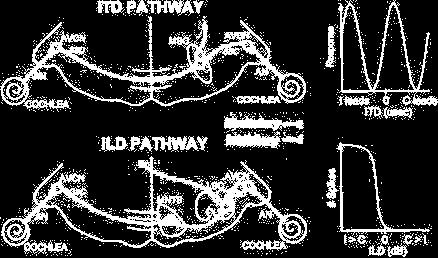 Binaurální slyšení: fyziologie sound localization: azimuth, elevation, distance azimuth