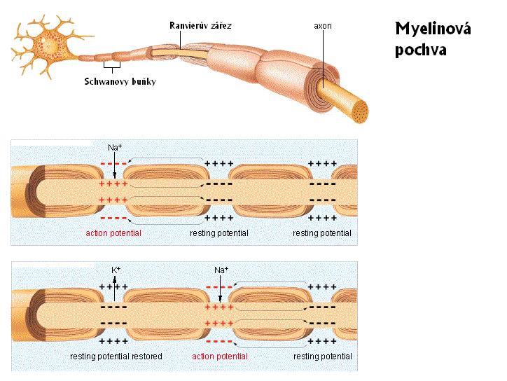 Demyelinizace http://bioserv.fiu.