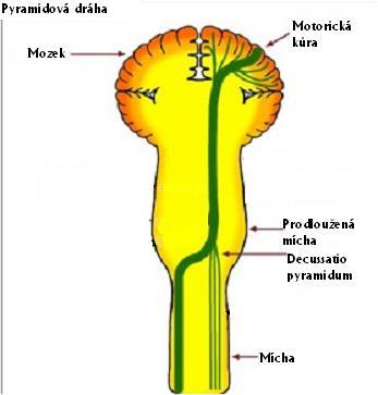 Pyramidová dráha Hlavní motorická dráha: z kůry přes capsula interna a křížení v mozkovém kmeni do míchy. http://brainmind.