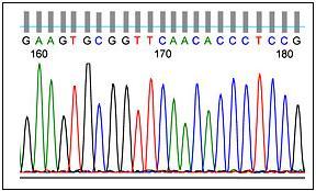 Sekvenování (stanovení sekvence DNA) Cílem sekvenování DNA je stanovení pořadí nukleotidů (primární struktury) v molekulách DNA (obr. 4).