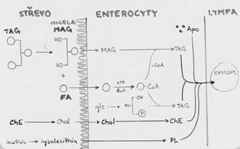 Metabolismus lipidů a lipoproteinů lipidy ~ 98-99% - triacylglyceroly zbytek cholesterol (fytosteroly, ergosterol,..) fosfolipidy DAG, MAG, vitamíny rozp.