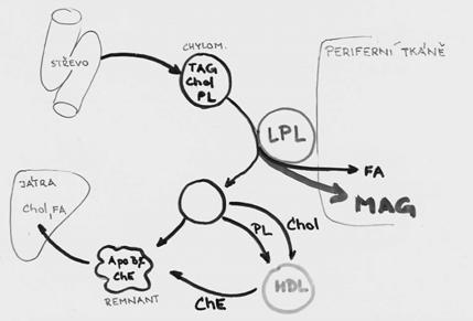 syntetizovány játry a inkorporovány do HDL ApoE syntetizovány játry a inkorporovány do HDL, v cirkulaci transportovány do chylomikronů a