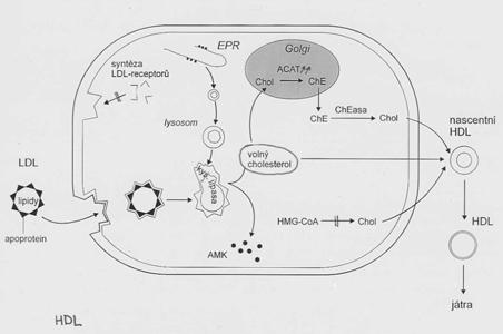reduktasa mevalonát down-regulace příjmu počet LDL-receptorů syntézy