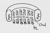 HDL vznik a metabolismus vznikají v hepatocytech jako nascentní HDL (částečně i v enterocytech) nascentní HDL obsahují fosfolipidy a proteiny, mají diskovitý tvar jaterní HDL obsahují apo-e a Apo-C