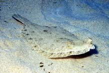 teritorialita Thorogobius ephippiatus