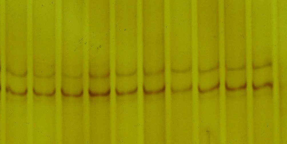 Stabilita transgenu lacz u kmene P-1152 byla sledována po indukci gametických mutací 1,2-dichloroethanem, u kterého lze vzhledem k jeho schopnosti časné indukce somatických genetických změn očekávat