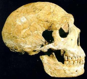 Vliv microcephalinů se nejvíce projevil v období mladším 300 000 let, u společného předka neandrtálců a AMČ.