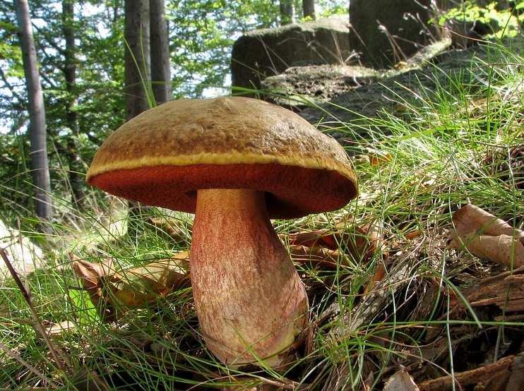 hřib kovář - Boletus