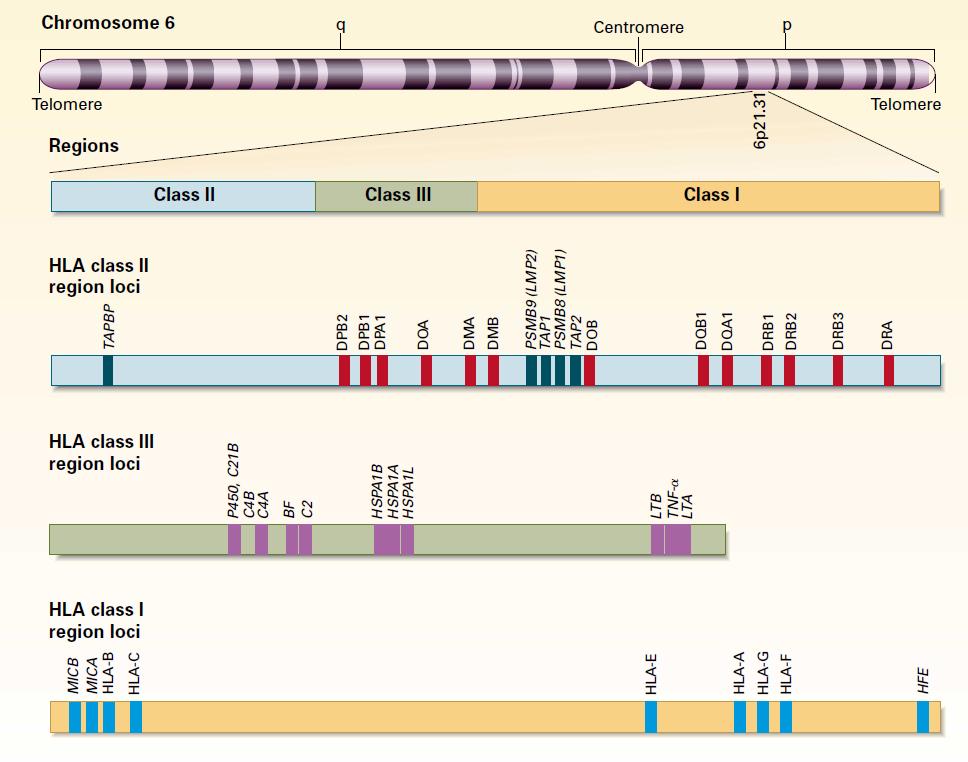 úlohou je předkládání peptidových fragmentů imunitnímu systému, tzv. fenomén MHC restrikce (Zinkernagel et al. 1997). Podle tohoto fenoménu MHC restrikce je určen základní směr imunitní reakce.