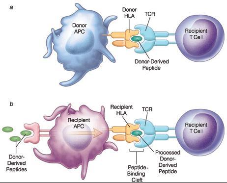 z endogenních nebo virových proteinů, zatímco antigeny II. třídy (HLA-DR, DQ, DP) se vyskytují na antigen prezentujících buňkách (dendritické buňky, monocyty/makrofágy, B lymfocyty atd.