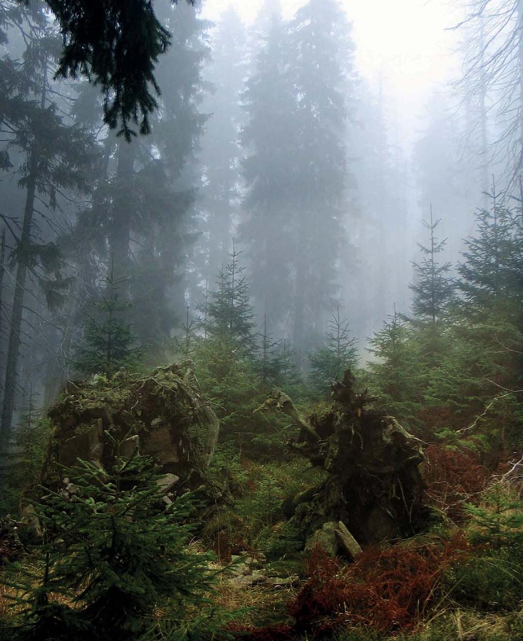 Šumava / pěstěná i