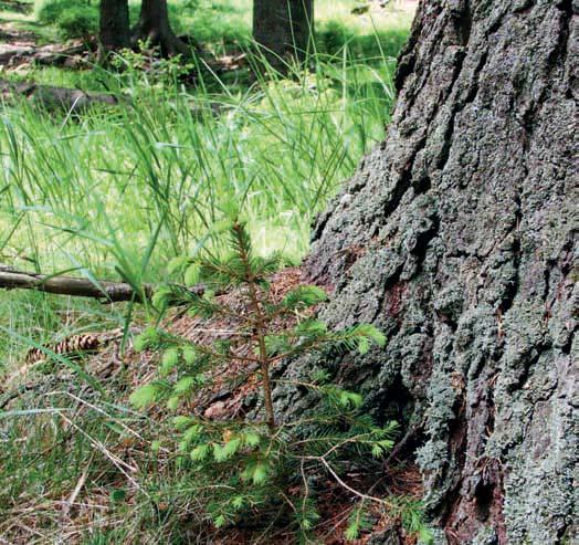 Šumava / drsná i něžná Foto O. Vojtěch Tlející dřevo je, ať již ve formě ležících kmenů, nebo ve formě suchých stromů, také důležitým domovem pro různé druhy ptáků, hmyzu nebo dřevokazných hub.