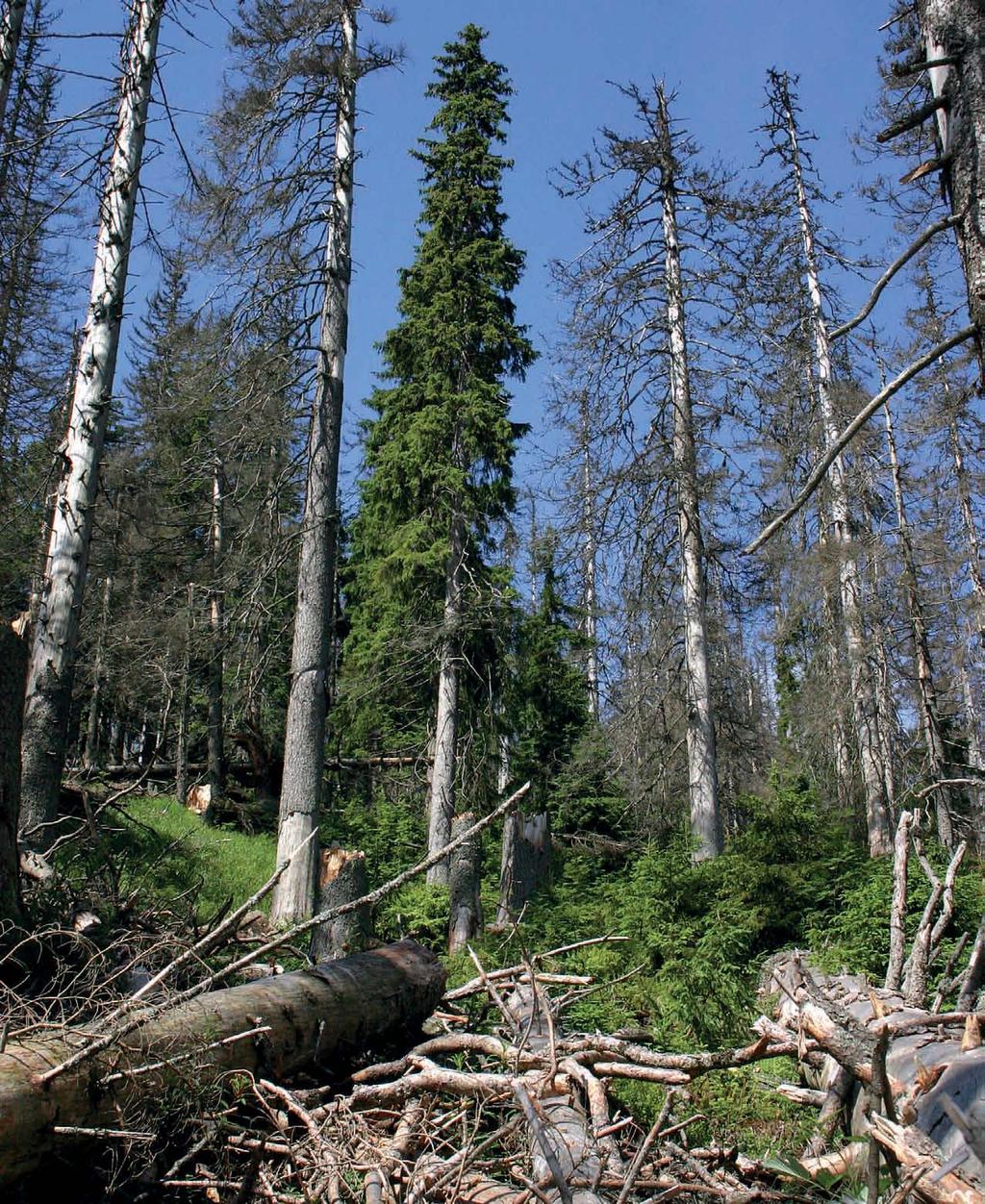 Šumava / znovu se