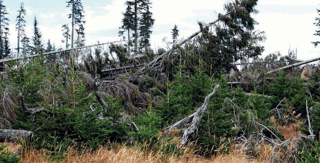 Šumava / zásahová či bezzásahová Po vichřici Foto O.