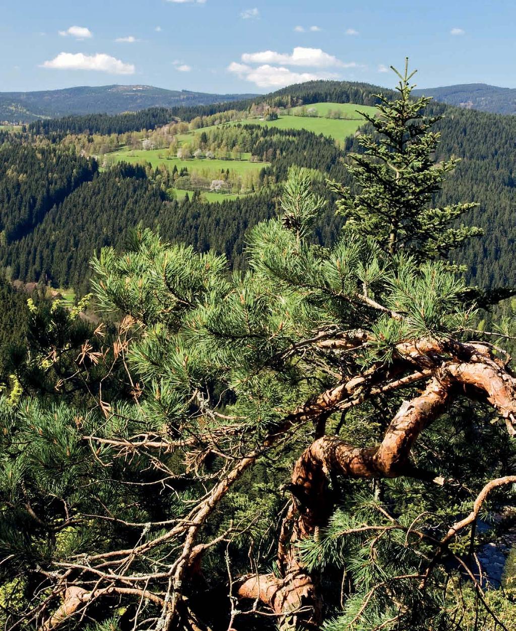 Šumava / jedinečná Znamená-li pro nás respekt a tolerance