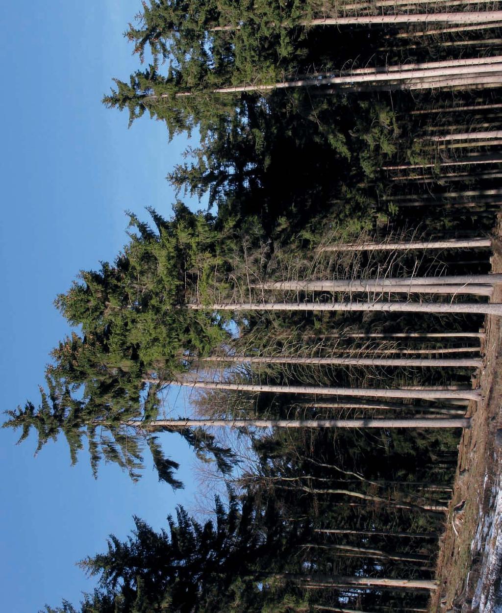 Šumava / pěstěná i divoká Když procházíme vrcholovými partiemi Šumavy, vidíme v některých částech lesy učesané téměř na pěšinku.