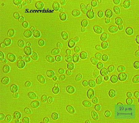 Lihovarské kvasinky Saccharomyces