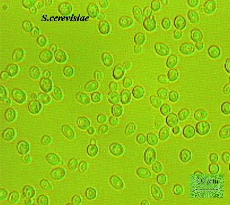 Lihovarské kvasinky Saccharomyces