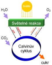 Forosyntéza Světelná fáze redukuje NADP a produkuje ATP