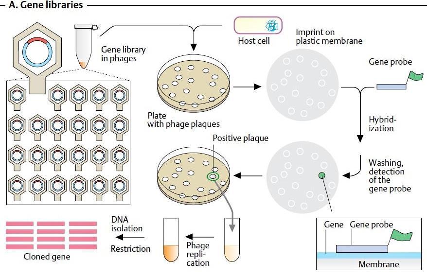 Genová knihovna DNA knihovny - kolekce klonovaných DNA fragmentů genomu určitého organismu (cdna), které jsou skladovány uvnitř