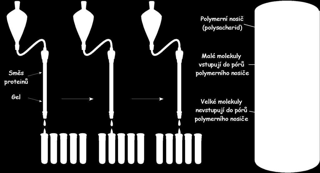 Gelová chromatografie na Sephadexu Využívá rozdílné velikosti molekul nosiče - polymery s