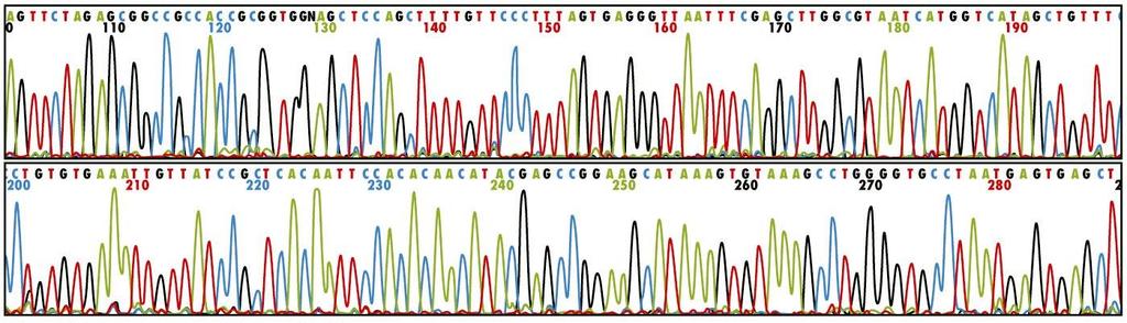 Automatické sekvencování DNA. Na primer v každé ze čtyř reakčních směsí jsou připojena fluorescenční barviva.
