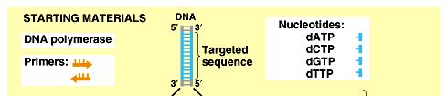 Polymerase chain reaction - PCR Potřeby pro