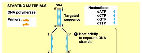 Polymerase chain reaction - PCR První krok krátké zahřátí celé směsi na