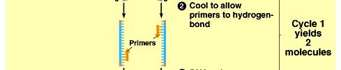 Polymerase chain reaction - PCR Druhý krok ochlazení směsi na 50 C 65 C.