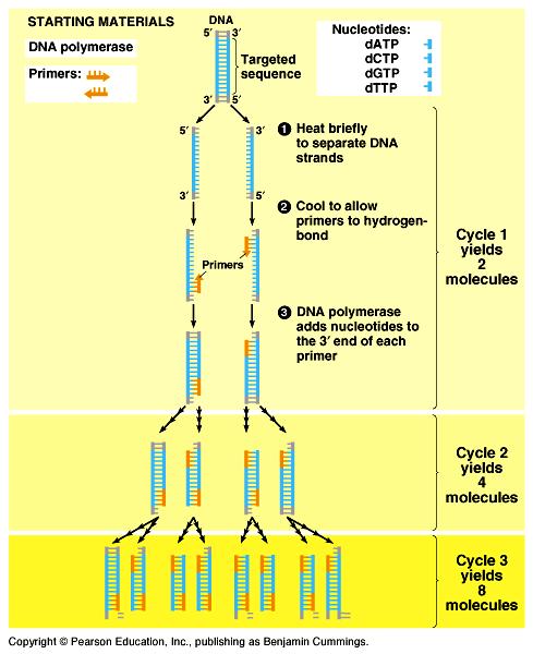 Polymerase chain reaction - PCR směs je znovu ohřáta a začíná nové kolo cyklu každé kolo trvá pouze asi 5 minut výsledkem je dvojnásobné množství