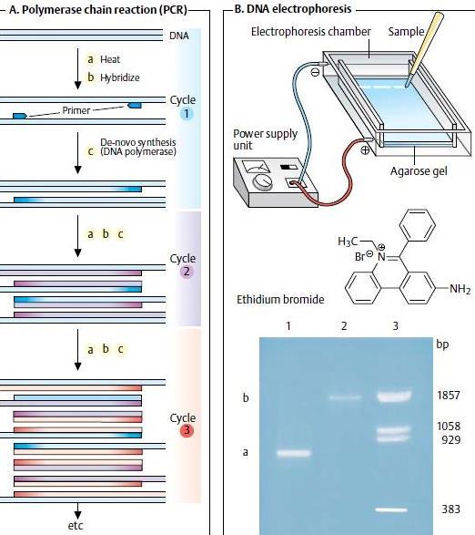 Polymerase