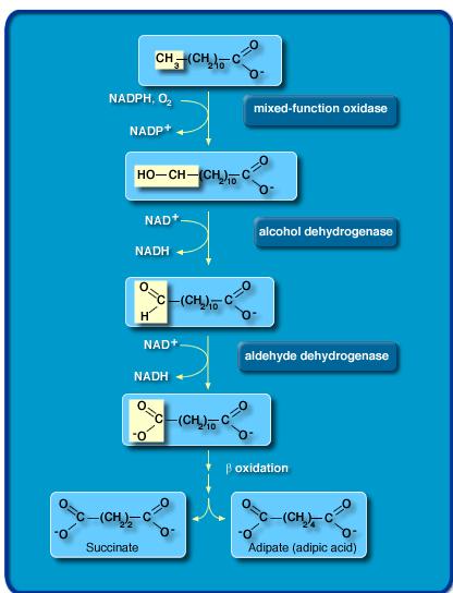 Ω-oxidace MK Endoplazmatické