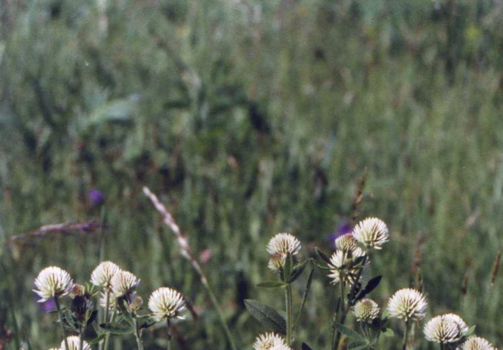 Trifolium