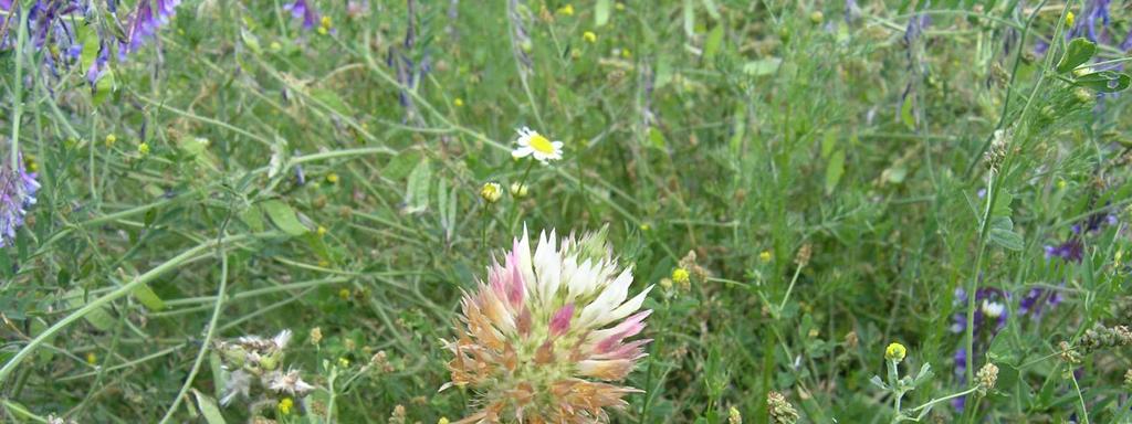 Trifolium