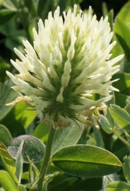 Jetel bleděžlutý - (Trifolium