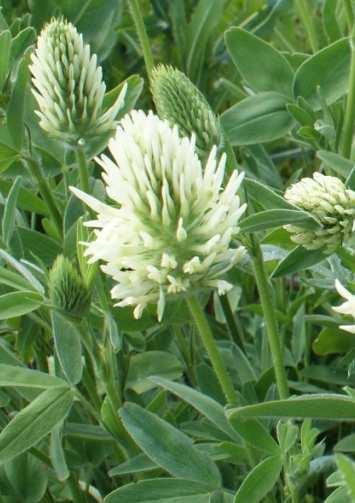 (Trifolium pannonicum) vytrvalý druh Ve