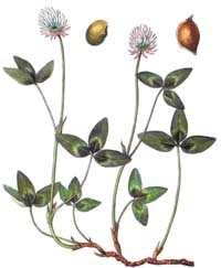 Jetel kavkazský (Trifolium