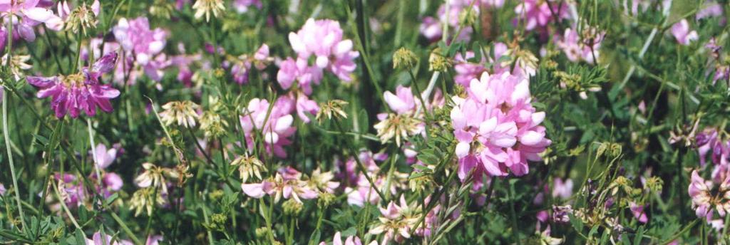 Coronilla