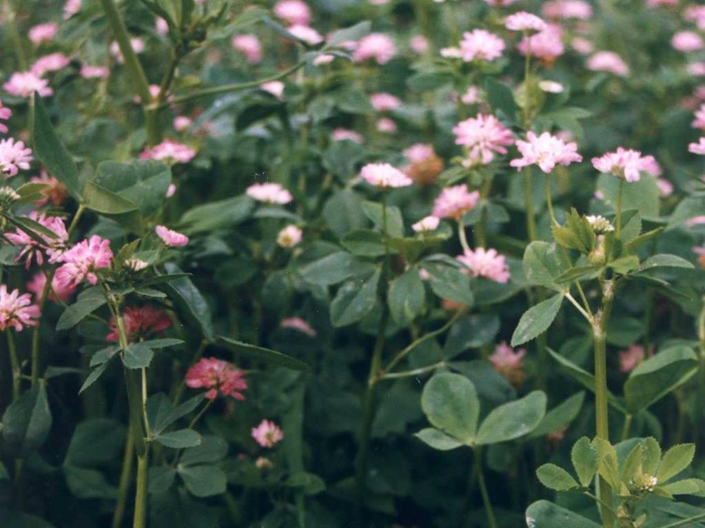 Trifolium resupinatum jetel