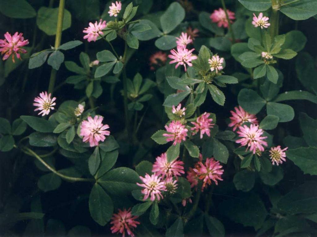 zvrácený-perský (Trifolium