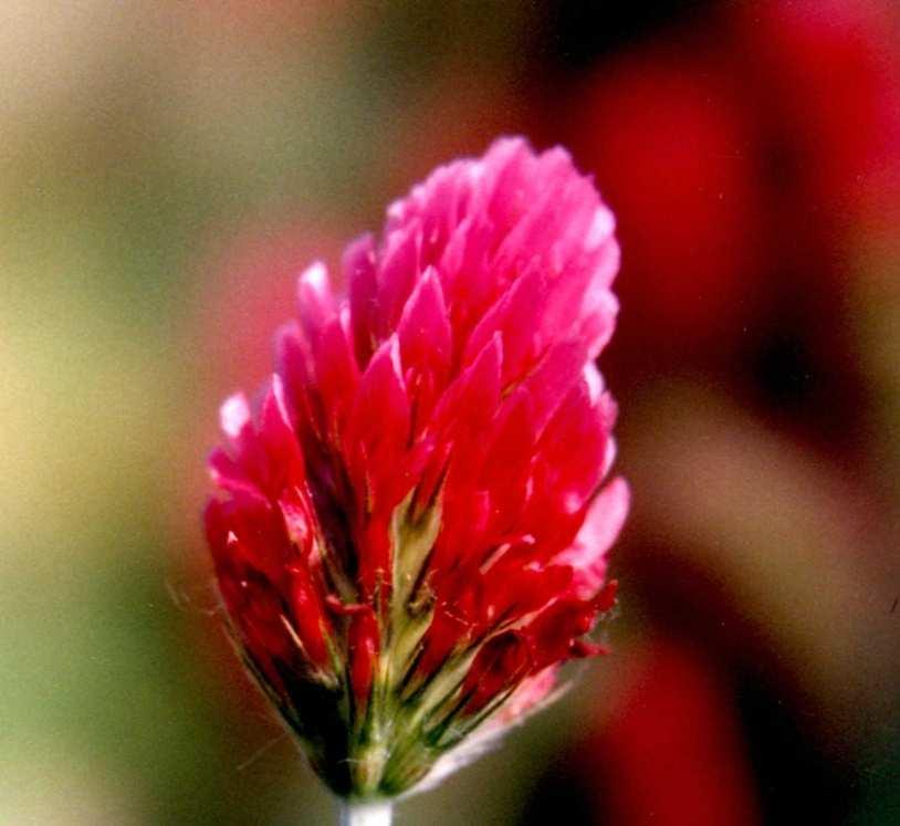 Trifolium incarnatum