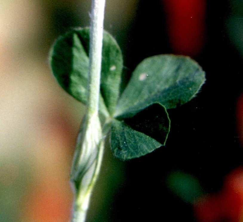 Trifolium hybridum jetel