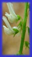 komonice bílá