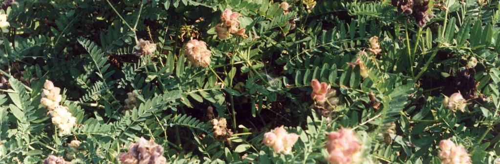Kozinec cizrnovitý (Astragalus cicer) Jetel